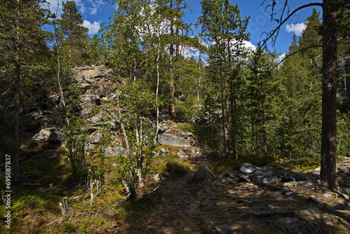 Fototapeta Naklejka Na Ścianę i Meble -  Lulledalen forest path in Troms og Finnmark county, Norway, Europe
