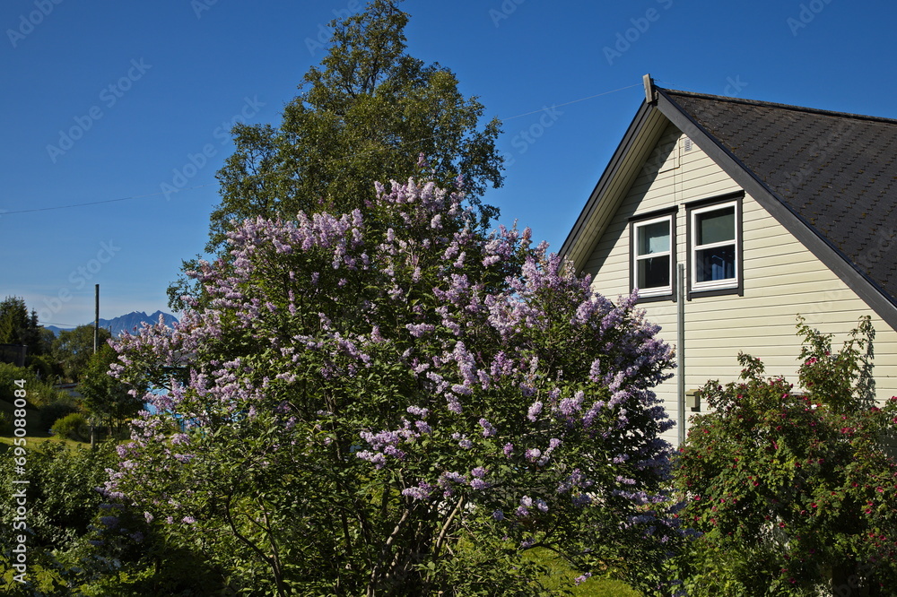 Lilac bush in a garden in Tromsdalen in Troms og Finnmark county, Norway, Europe
Lilac bush in a garden in Tromsdalen in Troms og Finnmark county, Norway, Europe