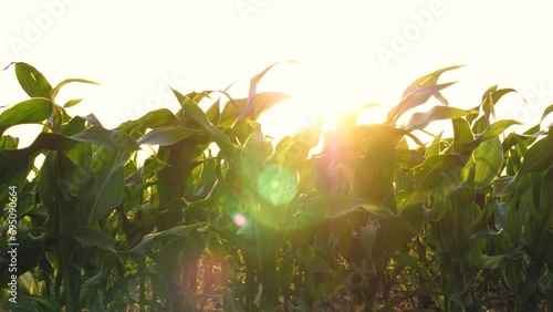 Gentle evening breeze sways corn leaves infield beneath sunlight. Sunset beams illuminate corn foliage in field as evening approaches. Last light of day bathes corn leaves in field with golden hues photo
