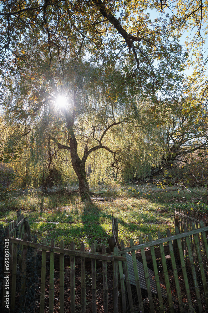 Obraz premium rayons du soleil a travers le saule pleureur