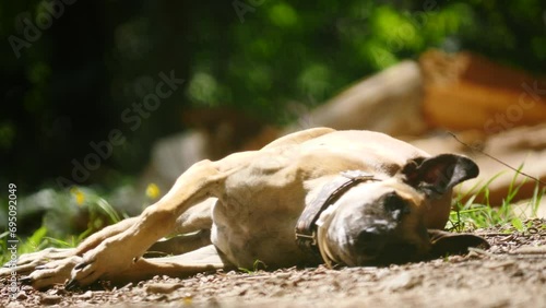Purebred dog greyhound is resting outdoors in hot summer day. Spanish galgo.