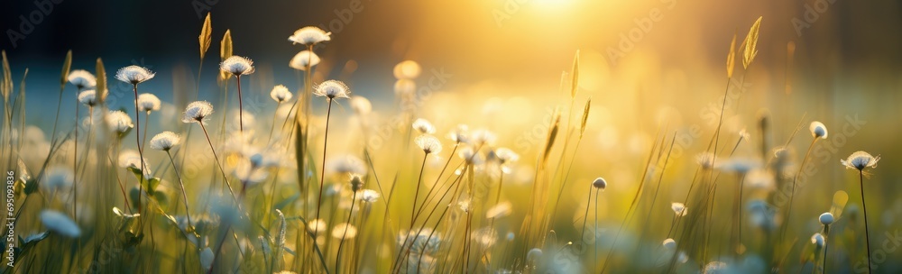 grass with the sun rising behind it