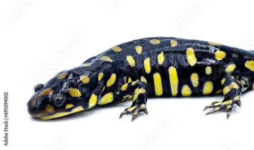 Wild male Eastern tiger salamander - Ambystoma tigrinum tigrinum - black and bright lemon yellow spots blotches with head up.  North central Florida version.  Isolated on white background side face