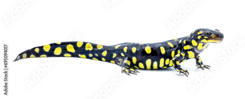 Wild male Eastern tiger salamander - Ambystoma tigrinum tigrinum - black and bright lemon yellow spots blotches with head up.  North central Florida version.  Isolated on white background side view photo