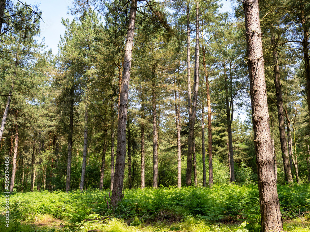 Fototapeta premium Pine trees and bracken in Allerthorpe Woods, East Yorkshire, England