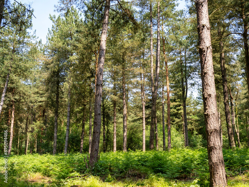 Pine trees and bracken in Allerthorpe Woods  East Yorkshire  England