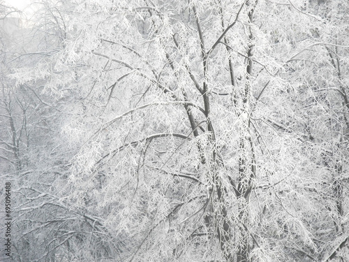 snow covered tree, frost covered the tree branches