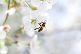 Bee on cherry blossoms in spring. Macro shot with shallow depth of field.