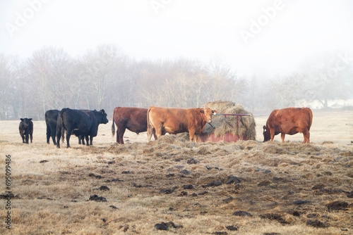 Cattle feeding at the hay ring in winter pasture, brown grass