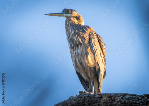 Great Blue Heron Sitting High in Tree in Morning Light, Fishers, Indiana, Winter. 