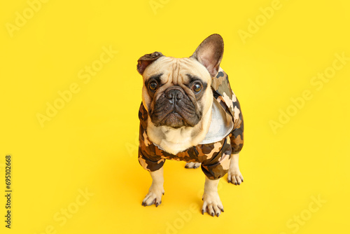 Cute French bulldog in pet clothes on yellow background