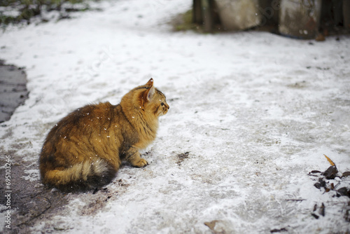 an adult cat sits on the ground in ice, winter weather, frost or March. home animal on the street. homeless cat. close-up of a beautiful ginger cat on the snow in the village