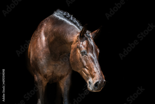 brown horse portrait