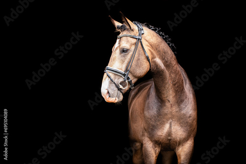 portrait of a horse © Michaela