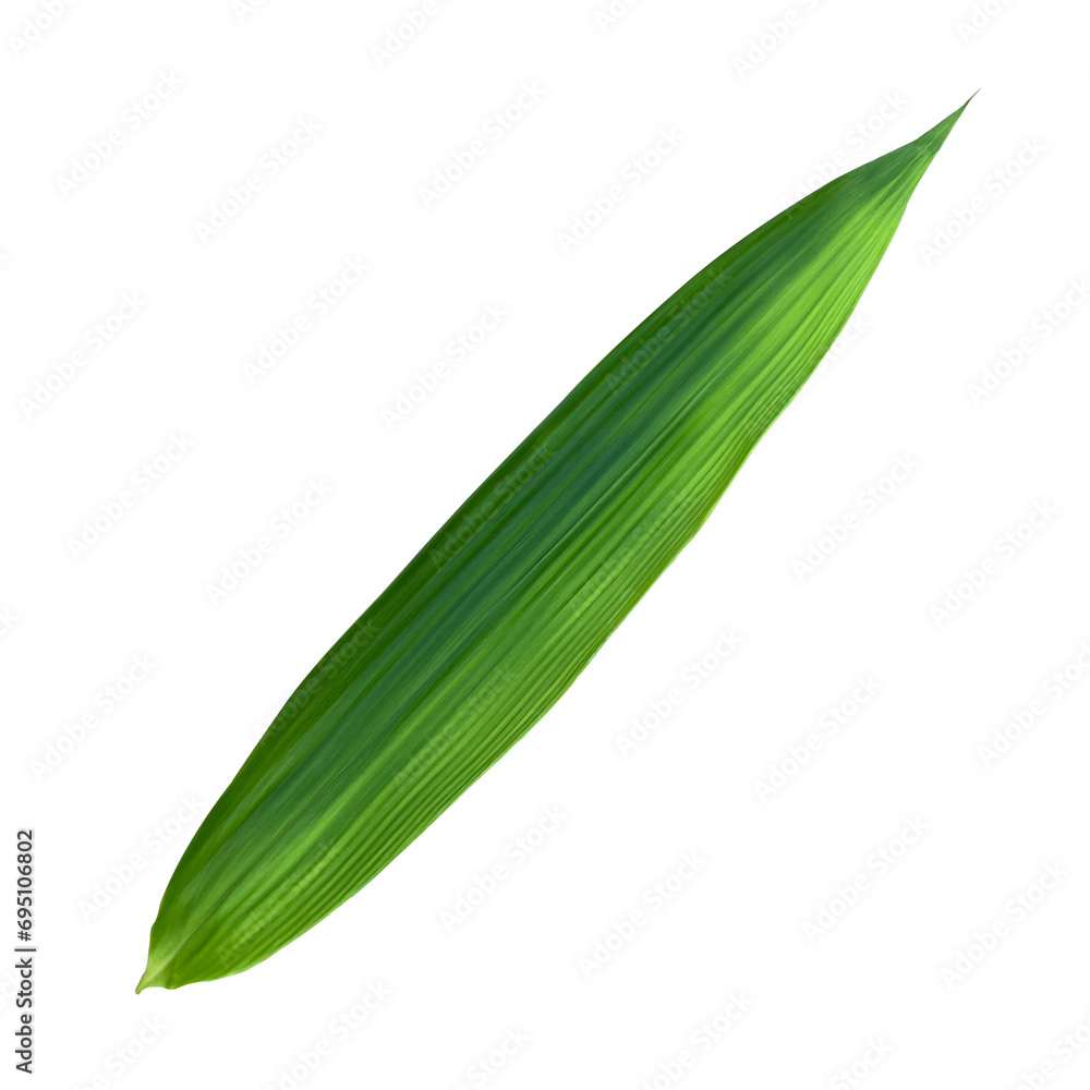 green leaf isolated on white.green bamboo leaves texture isolate green leaf isolated on white.green bamboo leaves texture isolate