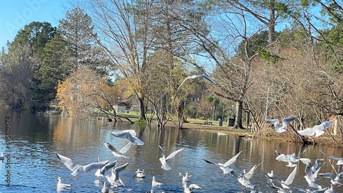 swans on the lake Mouette rieuse, Gujan Mestras, Nouvelle Aquitaine photo