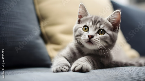 Cozy Gray Cat Lounging on a Sofa: Capturing the Serenity and Comfort of a Relaxed Feline at Home