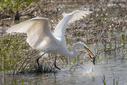 White Great Egret catching a frog in a big water splash