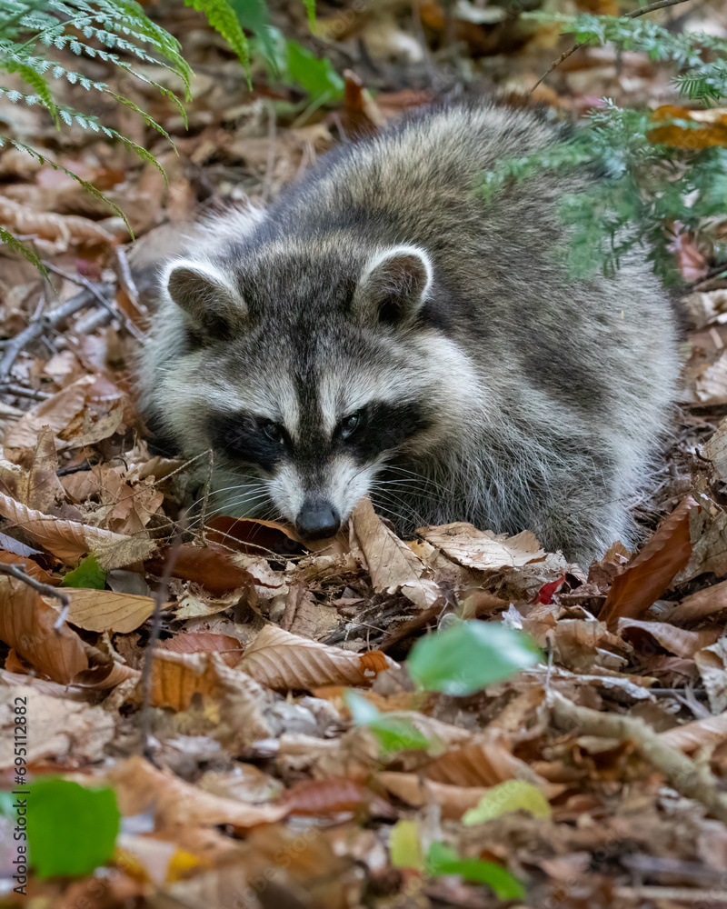 Raccoon in the forest looking for food in autumn leaves Raccoon in the forest looking for food in autumn leaves