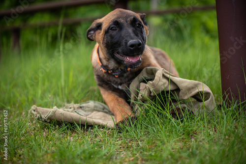 belgian malinois puppy © Michaela