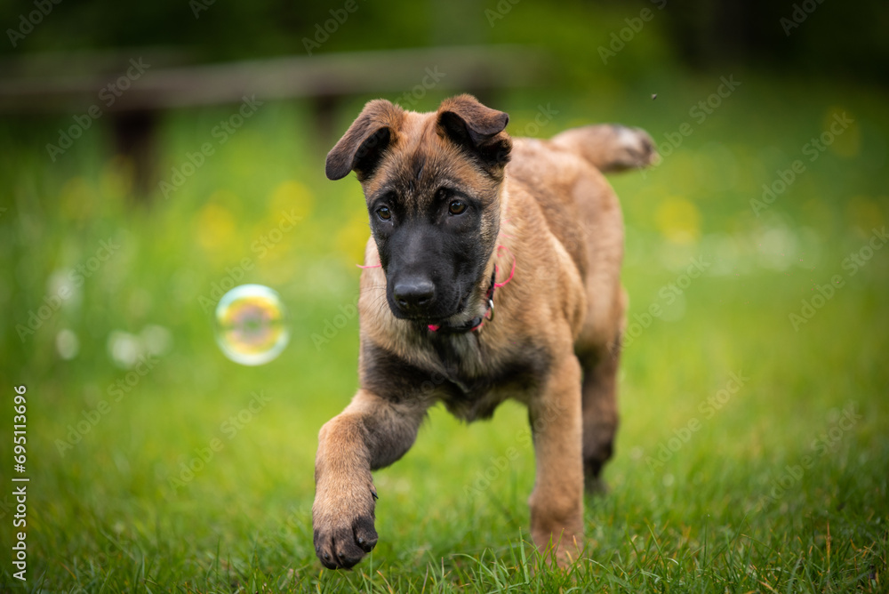 belgian malinois puppy