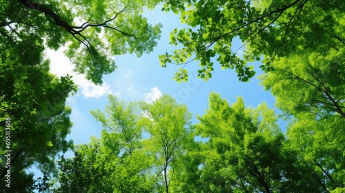 Spring background. Blue sky and green trees seen form below