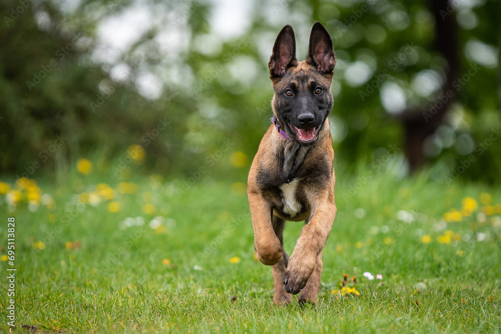 belgian malinois puppy