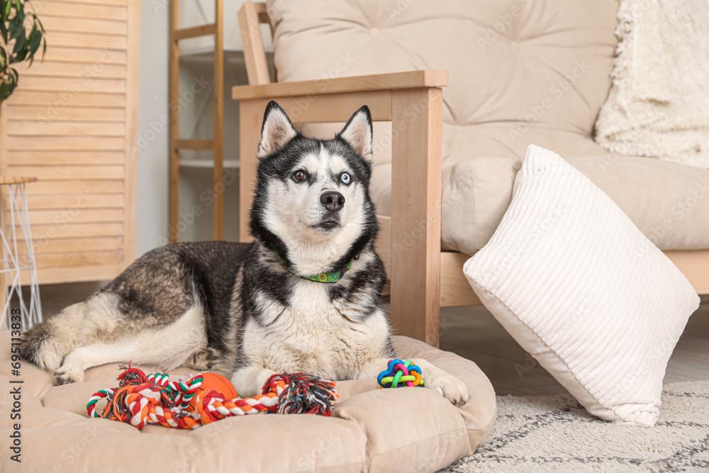 Adorable Husky dog on pet bed at home Adorable Husky dog on pet bed at home