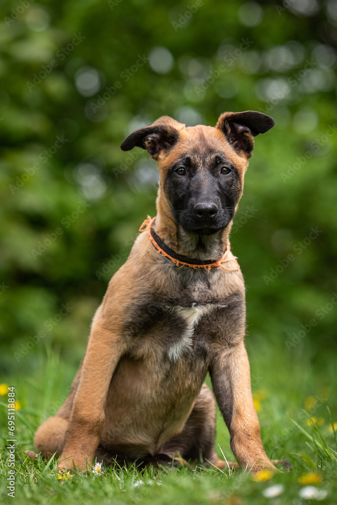 belgian malinois puppy