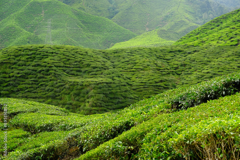 A picture of tea plant at hill area of Cameron Highland during daytime A picture of tea plant at hill area of Cameron Highland during daytime