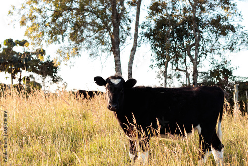 Fototapeta Naklejka Na Ścianę i Meble -  black and white cow at sunset, out in a field