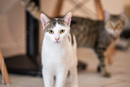 Photography cat portrait