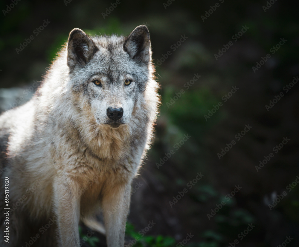 Lone grey wolf staring at the camera