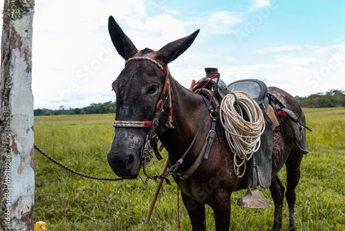 Canvas Print portrait of a working donkey in the field