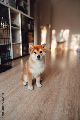 A red Shiba Inu dog sits on a light floor in a modern room.