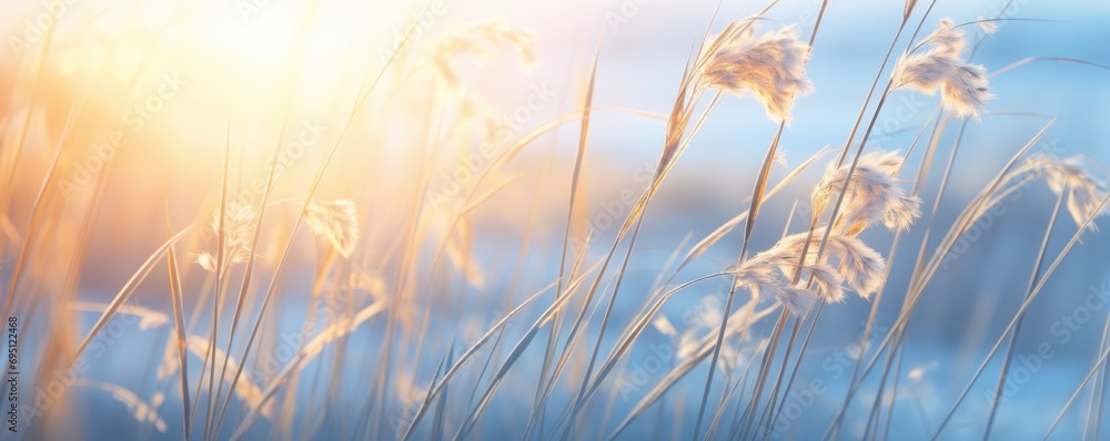 reeds at sunset reeds at sunset