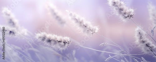 lavender field in the morning