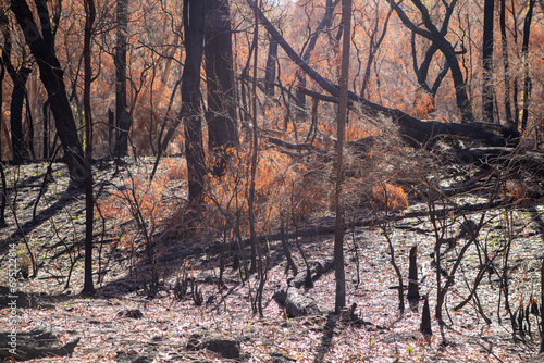 New green shoots appearing in a burnt out forest after 2019 bushfire in Tonimbuk, Australia photo