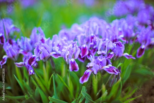 Lovely purple iris flowers with green leaves grows in spring garden