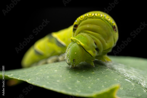 Papilio xuthus larva in the wild state photo