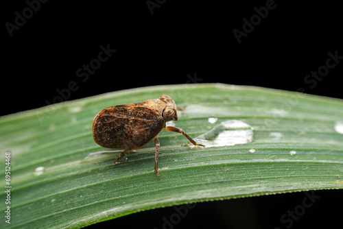 planthopper in the wild state