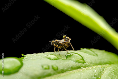 Dolichopodidae in the wild state photo