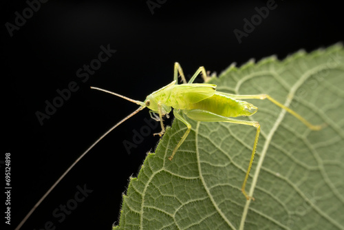 katydid in the wild state © zhang yongxin