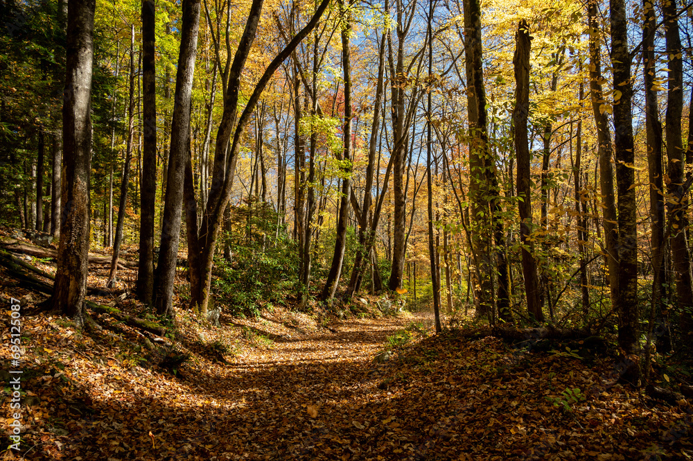 Old Sunken Road Along Porters Creek