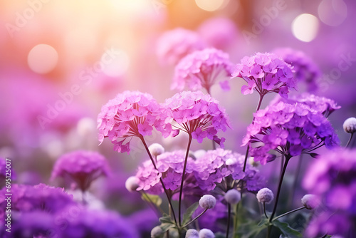 spring or summer background of purple  lilac or pink blooming flowers