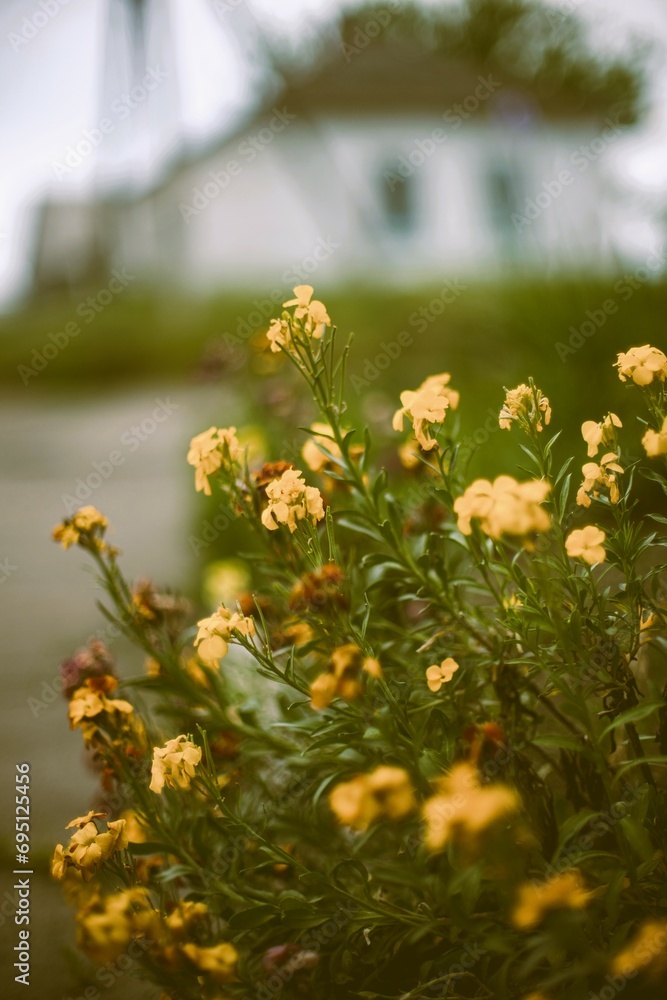 Yellow orange flowers bush grow in spring garden by the road. Rural house in blurred background