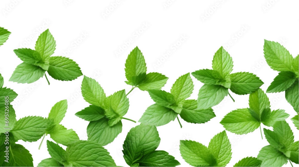 Mint leaves on transparent background Mint leaves on transparent background