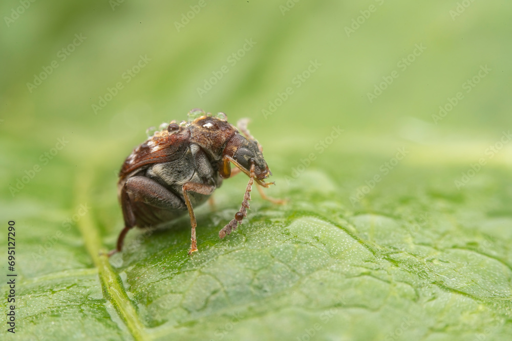 bean weevil in the wild state bean weevil in the wild state