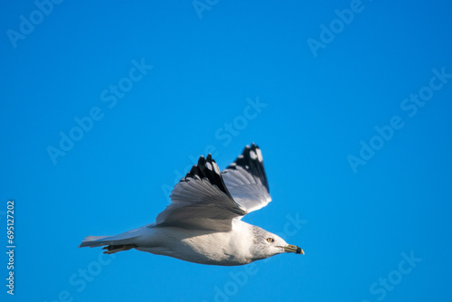 seagull in flight