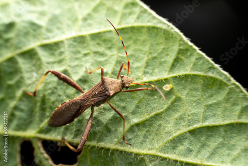 Riptortus pedestris in the wild state photo